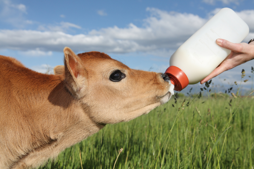 How to Maintain the Right Cattle