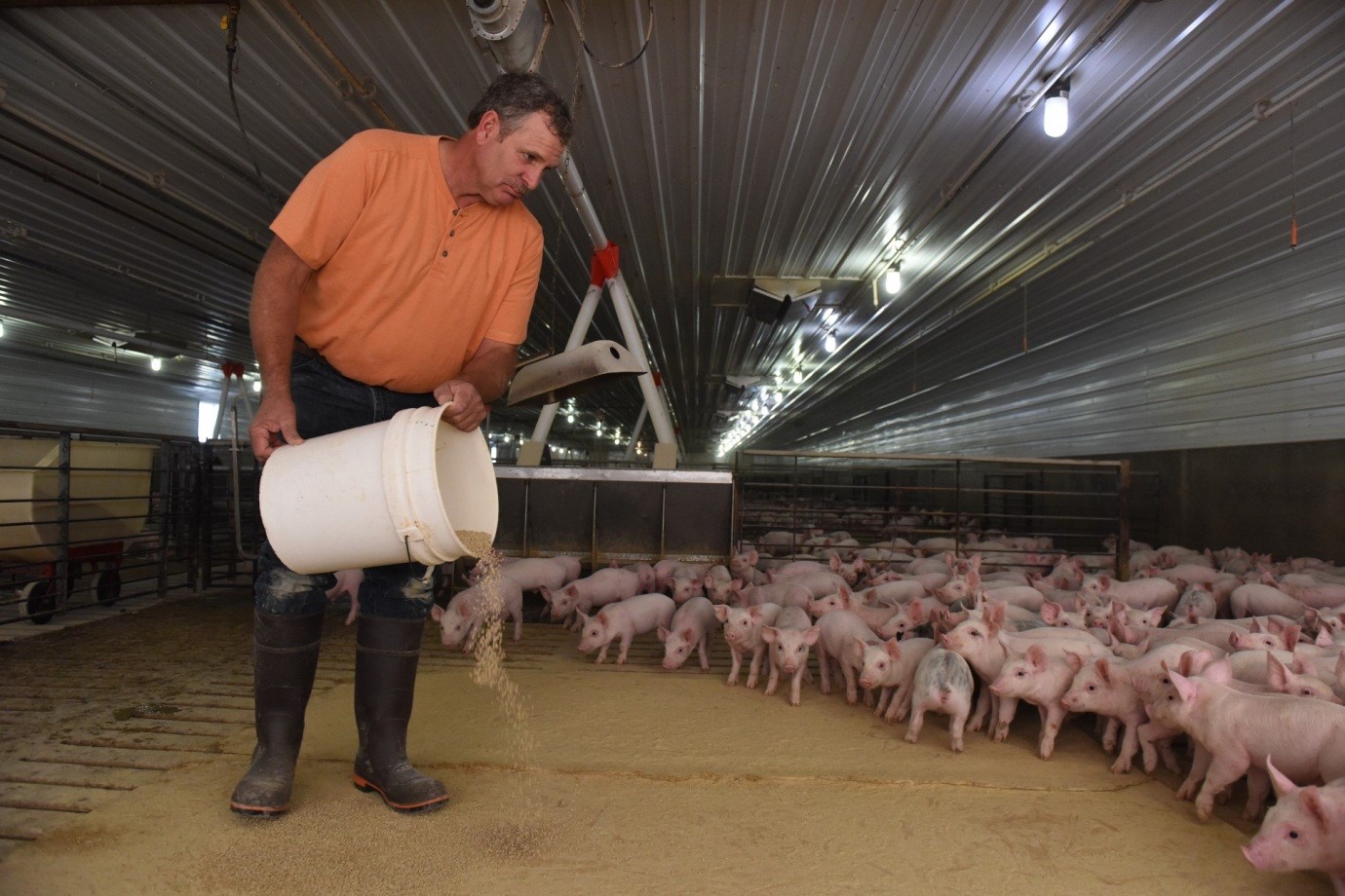 How to Manipulate Feed on Pigs