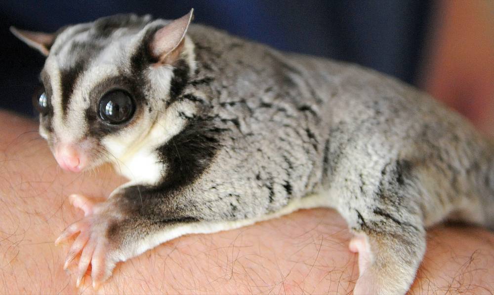Sugar Gliders - Main Reasons Why Your Gliders Are Dying