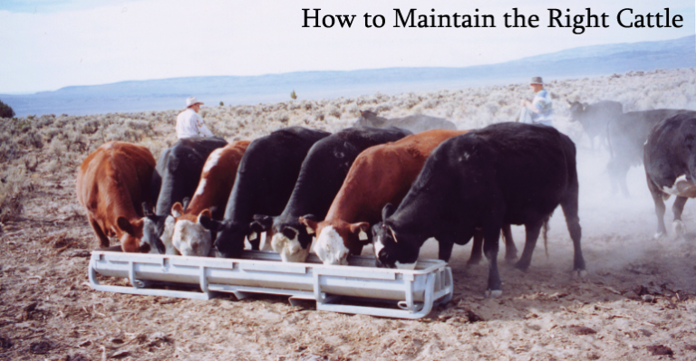 How to Maintain the Right Cattle
