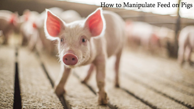 How to Manipulate Feed on Pigs