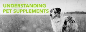 Improving Your Pet’s Health Through Supplements 