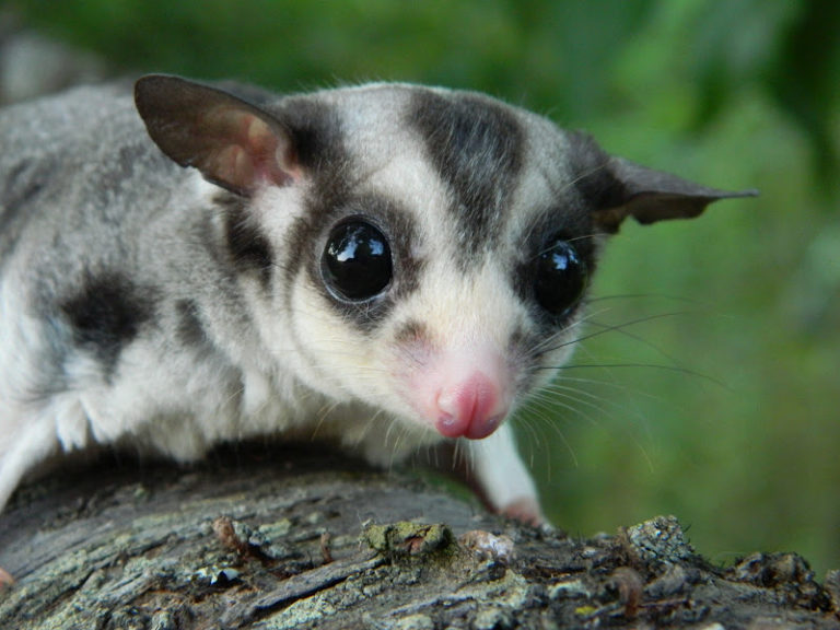 Buying a Sugar Glider From a Pet Shop