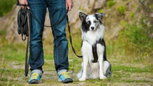 Dog Training For Puppies Carried out the appropriate Way