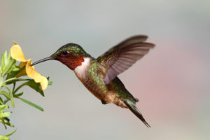Humming Birds Do not Make Really Great Pets, But they Are Exciting To Watch