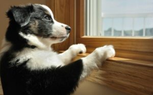 Top Ways to Keep Your Dogs and Cats Entertained