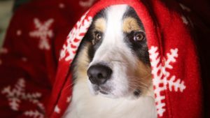 What To Do If Your Dog Has a Cold