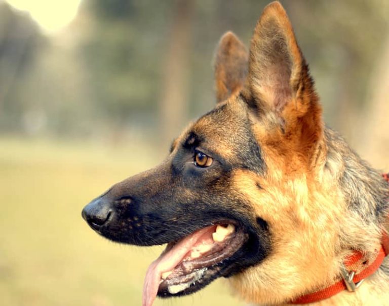 Facts About Dogs Everybody Loves Hearing All the Time