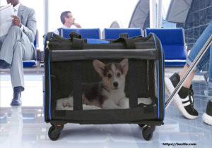 The Best Way to Carry Your Small Dog on a Plane