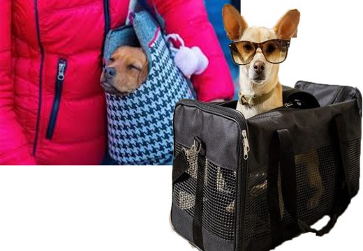 Earning by Making a Business Out of Pet Carriers