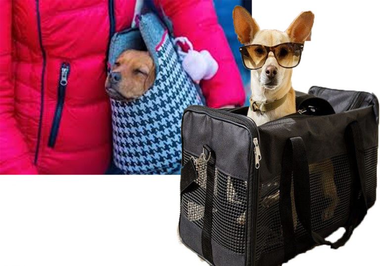 Earning by Making a Business Out of Pet Carriers