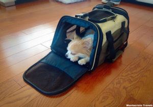 Information and Tips For Purchasing an Airline Approved Pet Carrier