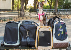 Is A Sherpa Pet Carrier Right For Your Travels?