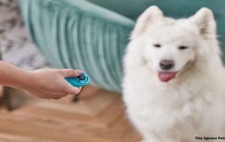Pet Training - Start Young With Pet Supplies Dogs Respond To