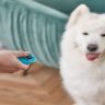 Pet Training – Start Young With Pet Supplies Dogs Respond To