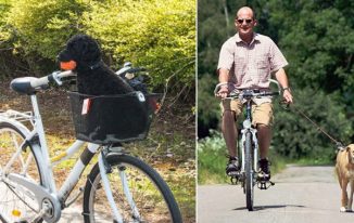 The Perils of Riding a Bicycle With Your Pet