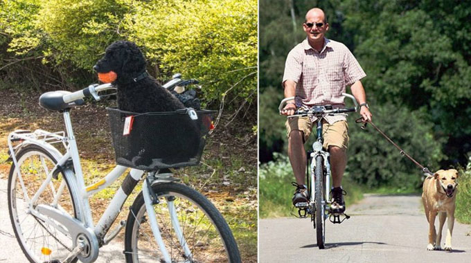 The Perils of Riding a Bicycle With Your Pet