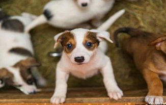 Adopting a Dog From a Shelter - A Few Considerations