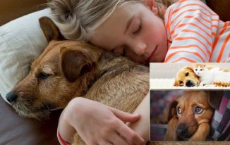 Pet Adoption: A very good Solution