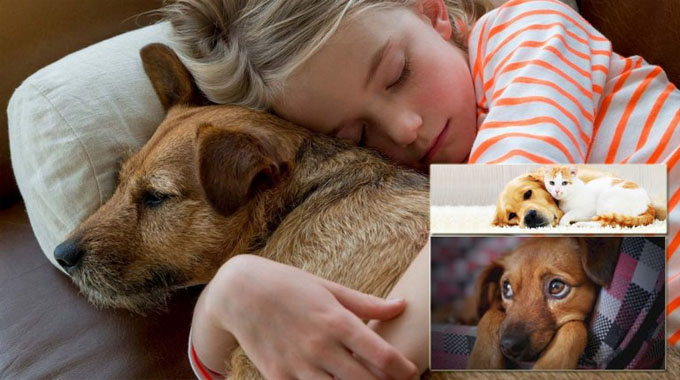 Pet Adoption: A very good Solution