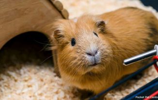 The Smartest Approach to Invest in a Guinea Pig