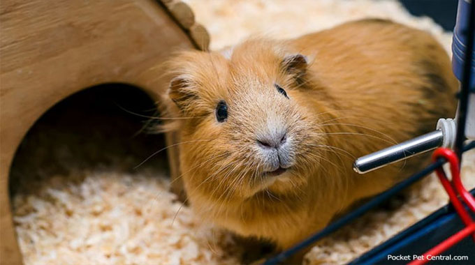 The Smartest Approach to Invest in a Guinea Pig