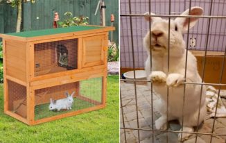 Best Pet Supplies for Rabbit Owners