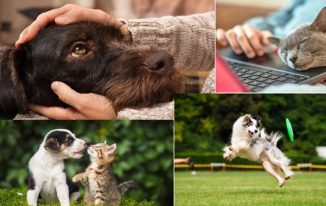Better Pet Advice to Keep Your Pet Happy and Healthy