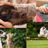 Better Pet Advice to Keep Your Pet Happy and Healthy