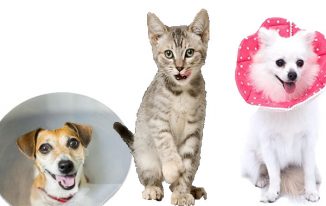 The best way to Locate Chicago Location Pet Stores