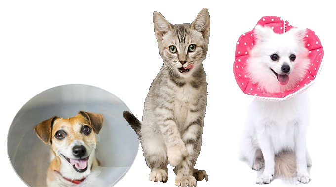 The best way to Locate Chicago Location Pet Stores