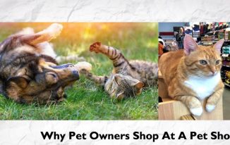 Why Pet Owners Shop At A Pet Shop