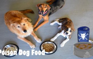 Poison Dog Food Remember - It truly is Even Worse Than You think