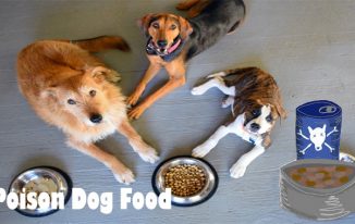 Poison Dog Food Remember – It truly is Even Worse Than You think