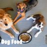 Poison Dog Food Remember – It truly is Even Worse Than You think