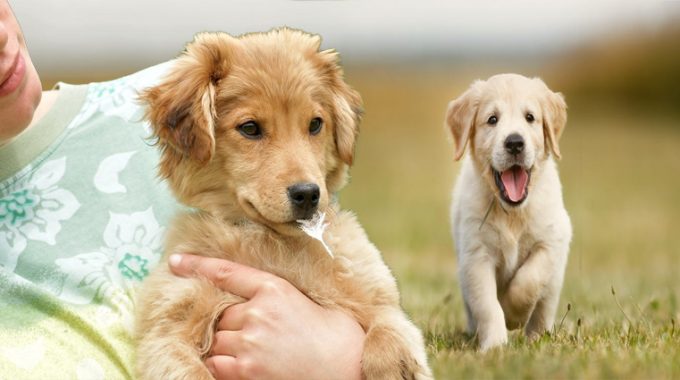 Golden Retriever Instruction Strategies For Negative Dog Behavior