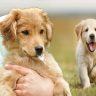 Golden Retriever Instruction Strategies For Negative Dog Behavior