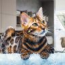 Is it Expensive to Own a Pet?