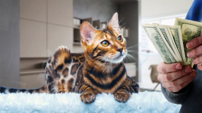 Is it Expensive to Own a Pet?