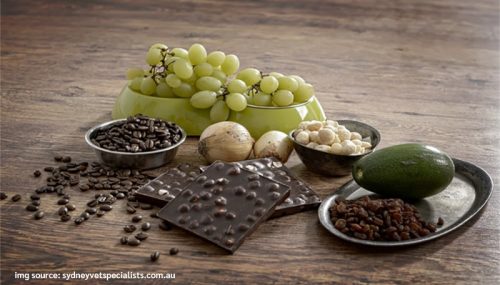 5 Human Foods That Can Be Harmful To Your Dogs