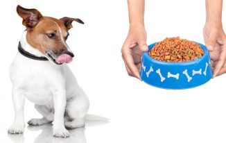 6 Tips for Picking the Perfect Pet Food