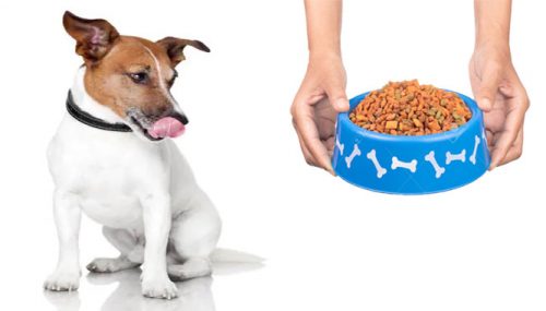 6 Tips for Picking the Perfect Pet Food