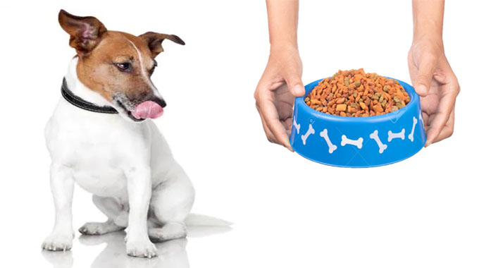 6 Tips for Picking the Perfect Pet Food