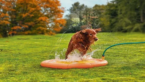 How to Find the Best Cooling Toys for Your Dogs: Furry Specials Advice
