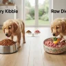 Dry Kibble vs Raw Diet Puppy Food for Golden Retrievers